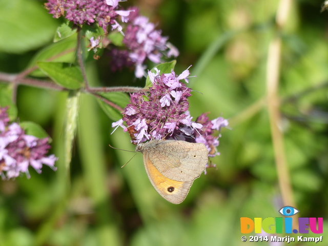 FZ006841 Gatekeeper butterfly (Maniola tithonius)